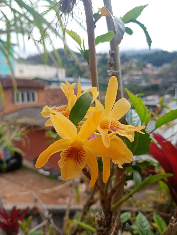 Identificação da planta Olho-de-boneca por foto