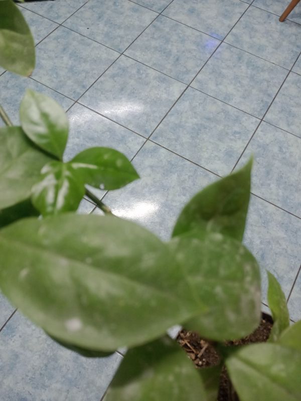 Identificação da planta Ora-pro-nóbis por foto