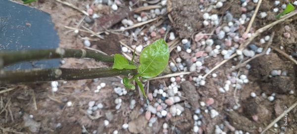 Identificação da planta Malagueta por foto