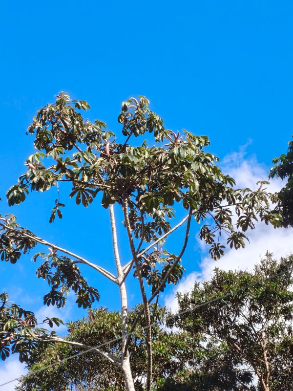 Identificação da planta Embaúba do brejo por foto