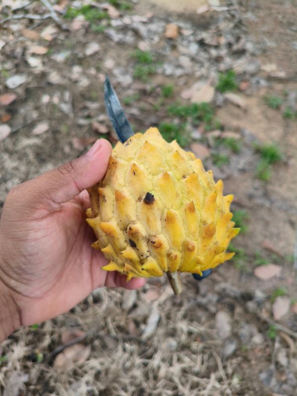Identificação da planta Biribá por foto