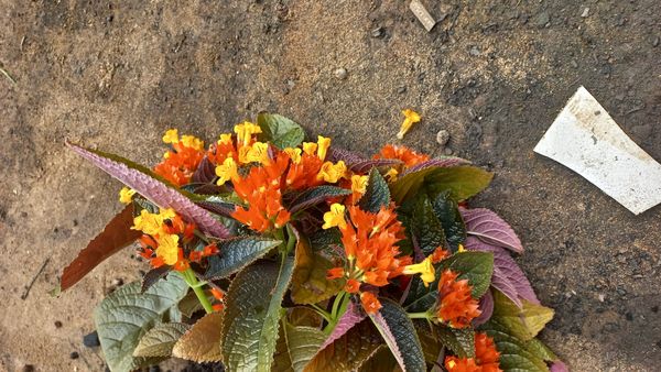 Identificação da planta Canário-vegetal por foto