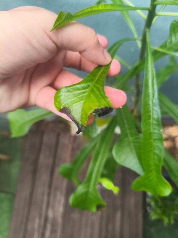 Identificação da planta Véu de noiva por foto