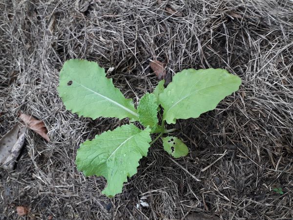 Identificação da planta Mostarda por foto
