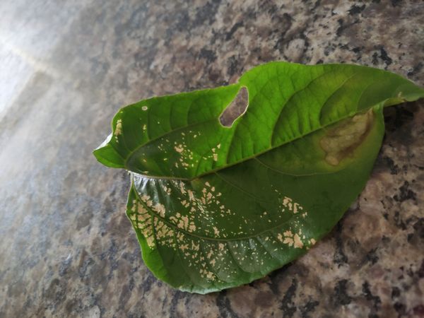 Identificação da planta Maracujá por foto
