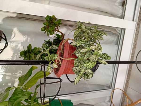 Identificação da planta Nervura-branca por foto