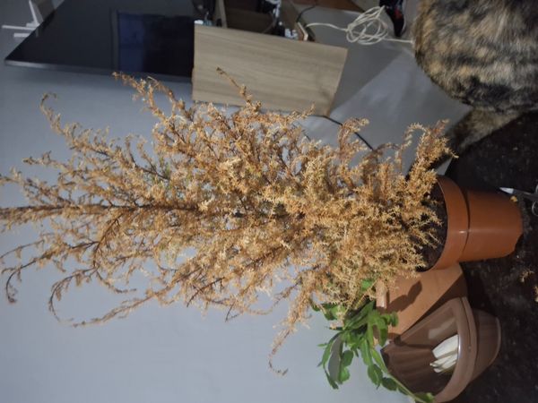 Identificação da planta Pinheiro por foto