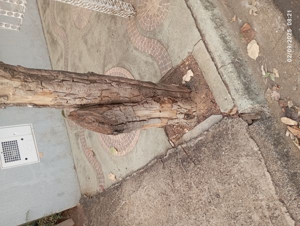Identificação da planta Tipuana por foto