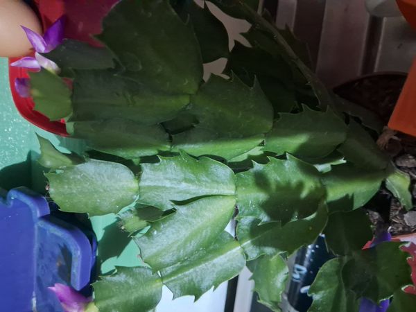 Identificação da planta Flor-de-maio por foto