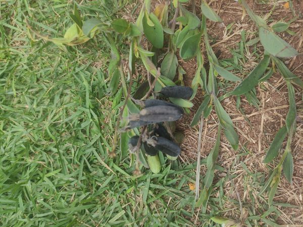 Identificação da planta Chocalho de cascavel por foto