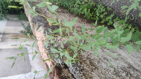 Identificação da planta Coração-de-galinha por foto