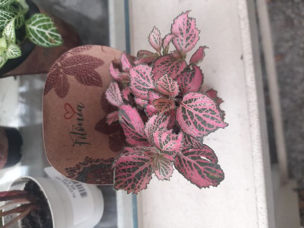 Identificação da planta Nervura-branca por foto