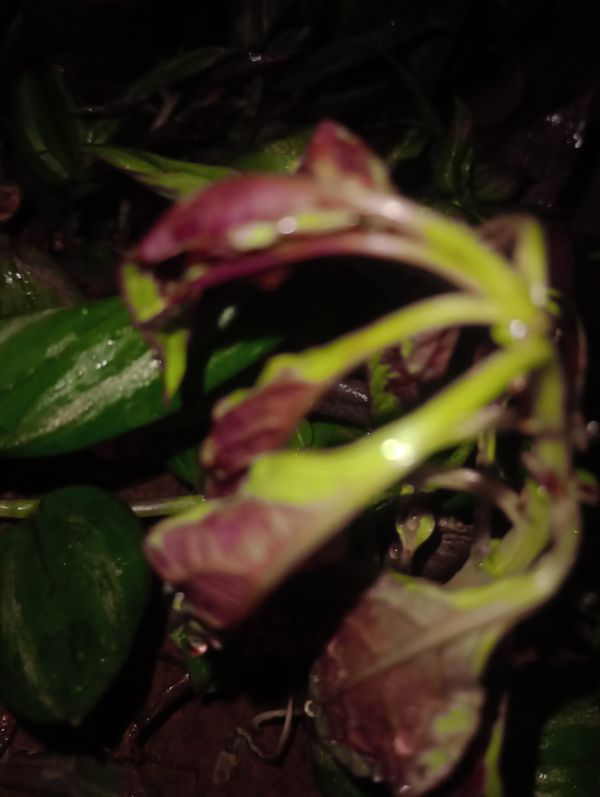 Identificação da planta Enxerida-Verdejante por foto