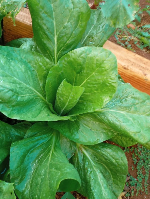 Identificação da planta Alface por foto