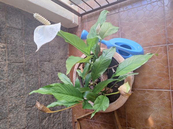 Identificação da planta Lírio da paz por foto