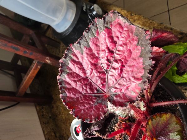 Identificação da planta Asa-de-papagaio por foto