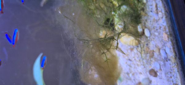 Identificação da planta capim-marinho por foto