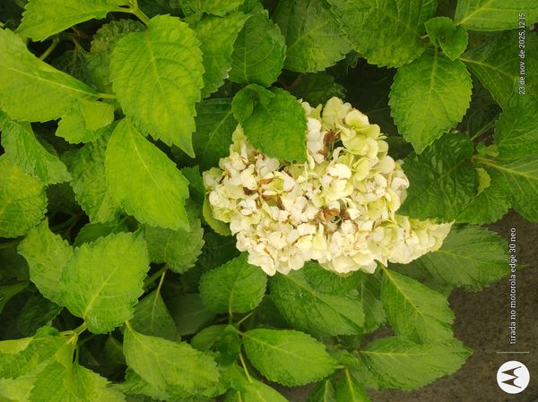 Identificação da planta Hortênsia por foto