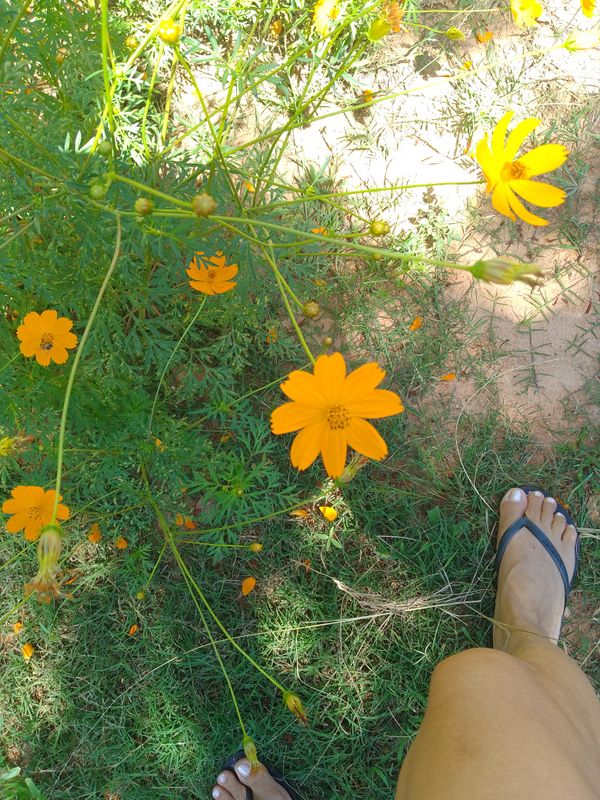 Identificação da planta Cosmos por foto