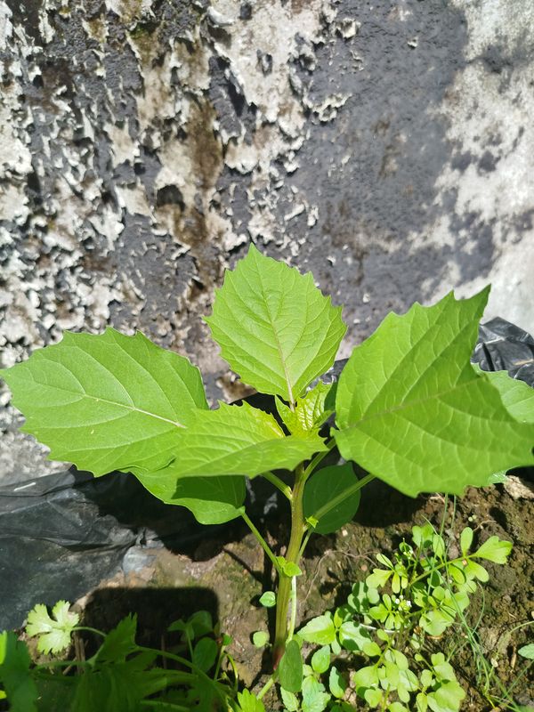 Identificação da planta Camapu por foto