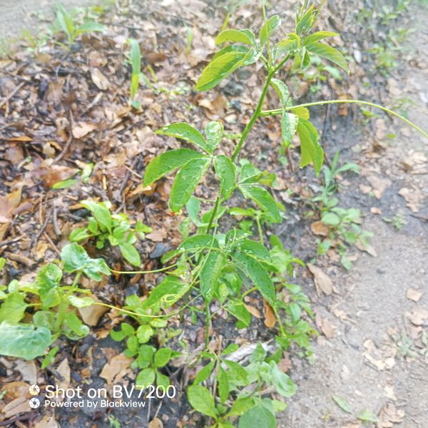 Identificação da planta Maracujá da caatinga por foto