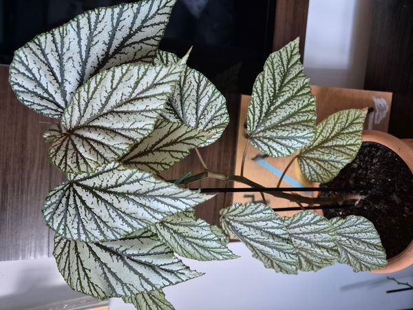 Identificação da planta Begônia por foto