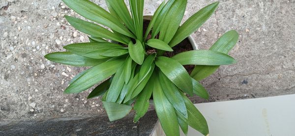 Identificação da planta Clívia por foto
