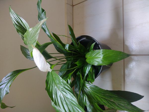 Identificação da planta Lírio-da-paz por foto