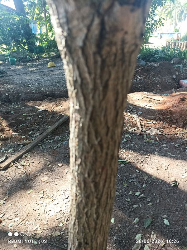 Identificação da planta Escovinha de garrafa por foto