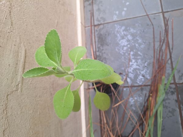 Identificação da planta Boldo-baiano por foto