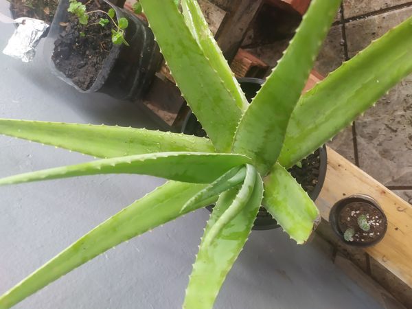 Identificação da planta Babosa por foto