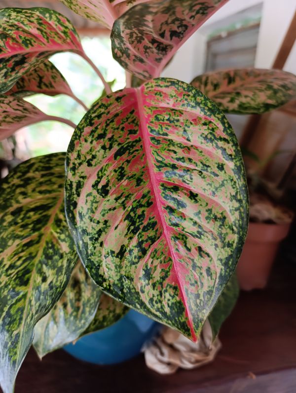 Identificação da planta Café de Salão por foto
