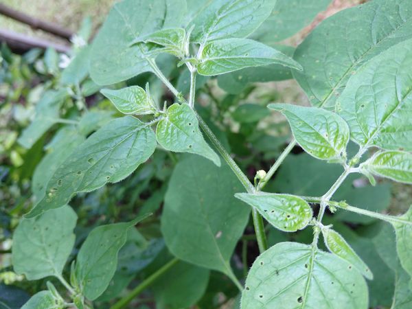 Identificação da planta Desconhecido por foto