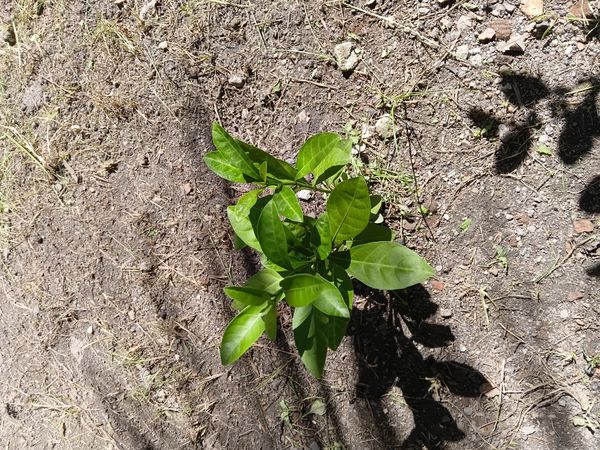 Identificação da planta Joá-de-capote por foto