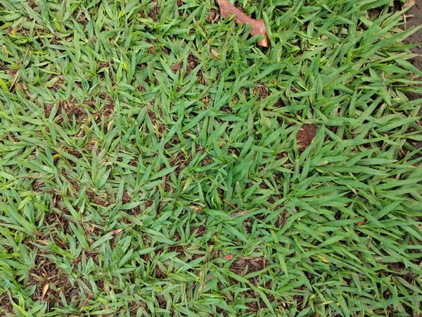 Identificação da planta Grama-esmeralda por foto