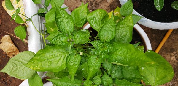 Identificação da planta Pimenta-de-cheiro por foto