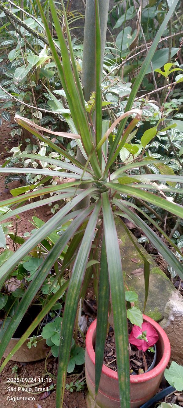 Identificação da planta Pleomele por foto