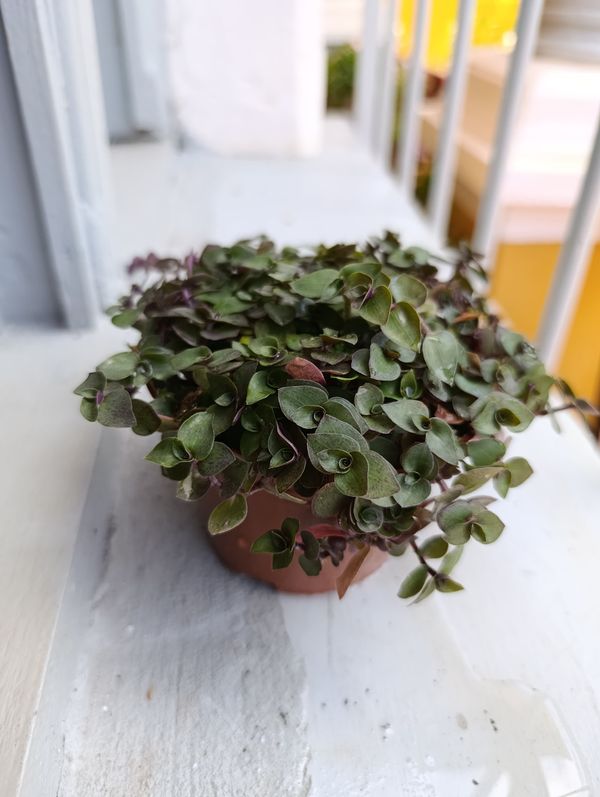 Identificação da planta Tradescantia-nanica por foto