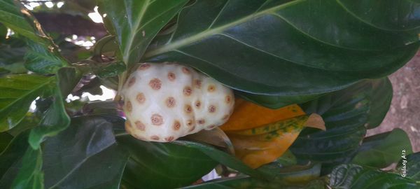Identificação da planta Noni por foto