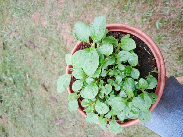 Identificação da planta Periquito por foto