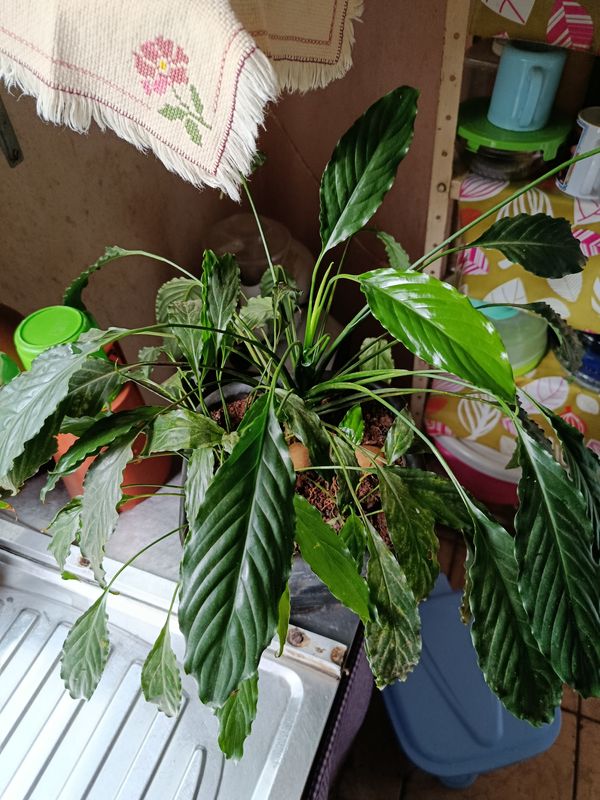 Identificação da planta Como cuida do lirio por foto