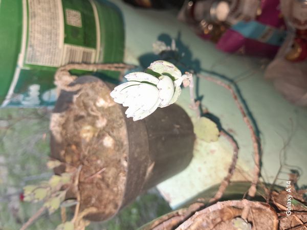 Identificação da planta Madagascar por foto