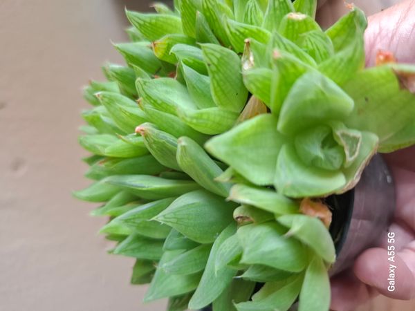 Identificação da planta Cacto estrela por foto
