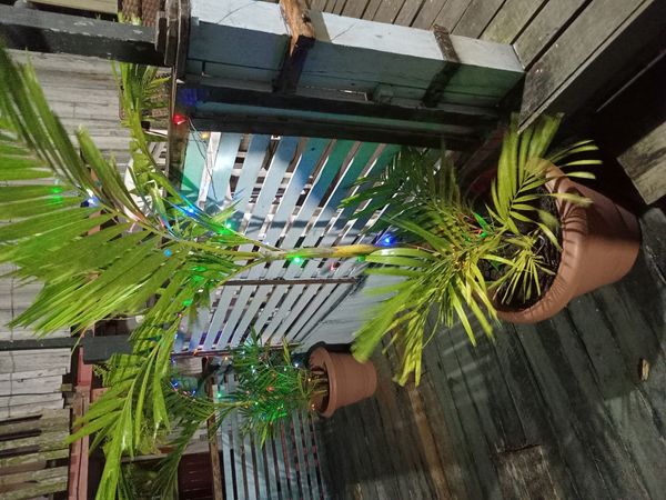 Identificação da planta Areca-bambu por foto
