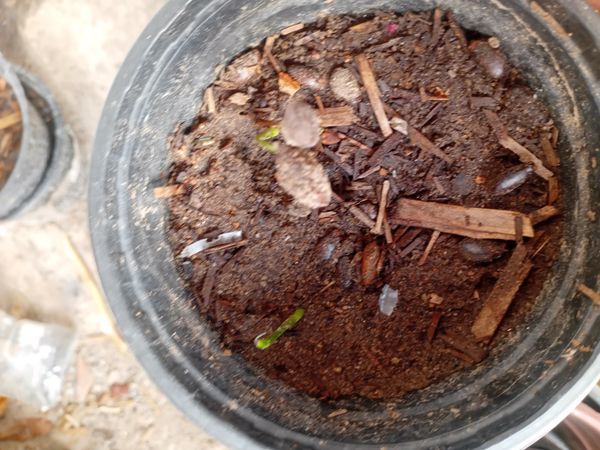 Identificação da planta Você quer o nome comum em português (Brasil) ou em inglês? por foto