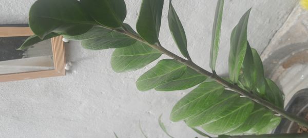 Identificação da planta Zamioculcas por foto