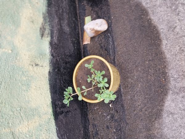 Identificação da planta Portulaca por foto