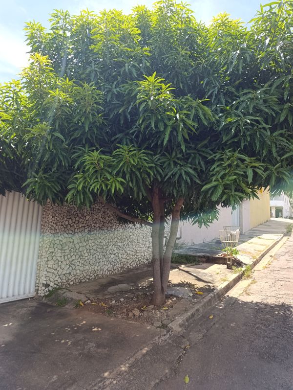 Identificação da planta Manga por foto
