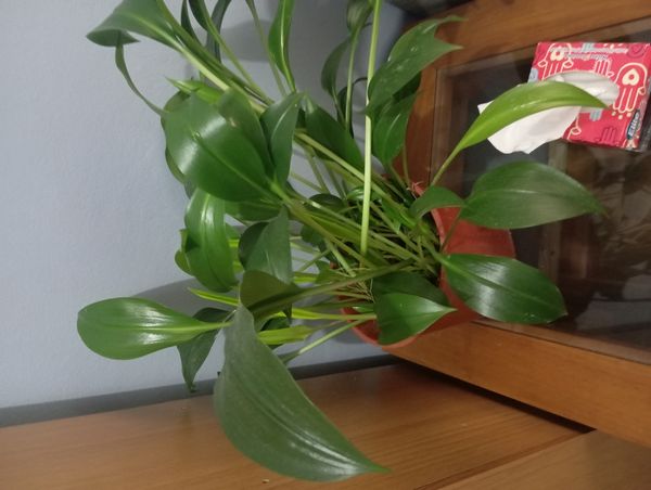 Identificação da planta Lírio do Amazonas por foto