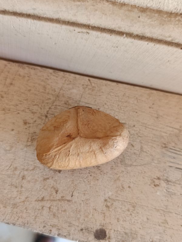 Identificação da planta ackee por foto